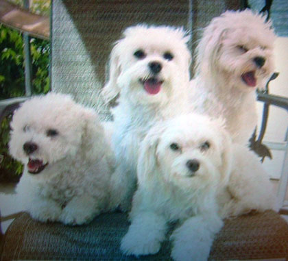 Mollie, Kiwi, Coco, and Jasmine