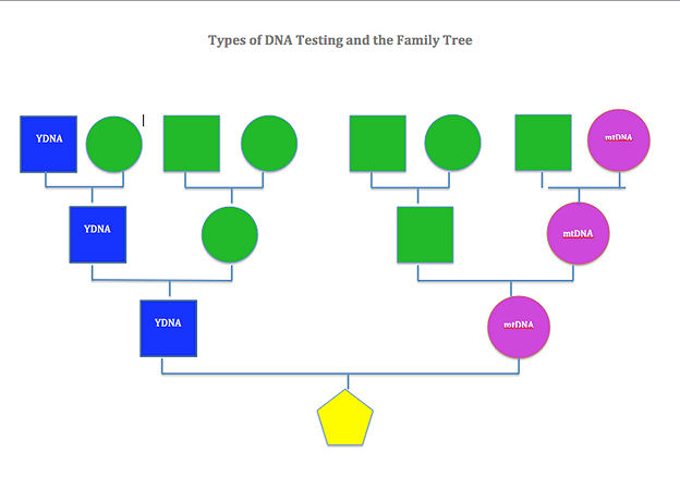 Green Chart Dna